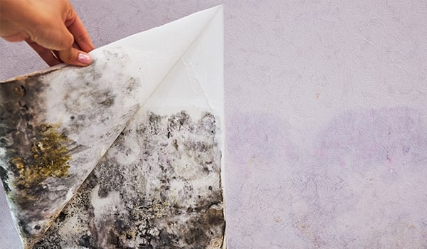 When Should I Get Mold Inspection Atlanta